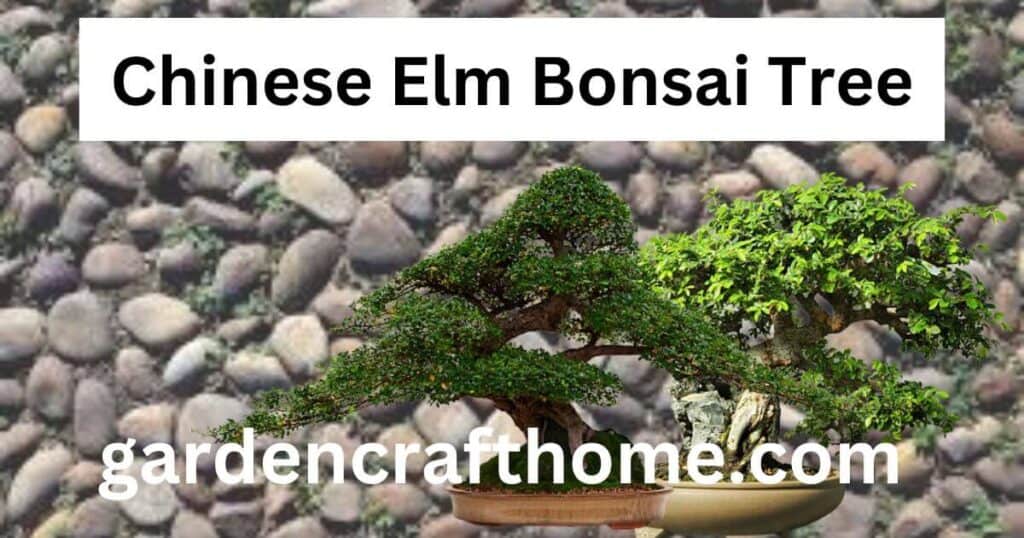 Chinese Elm Bonsai Tree