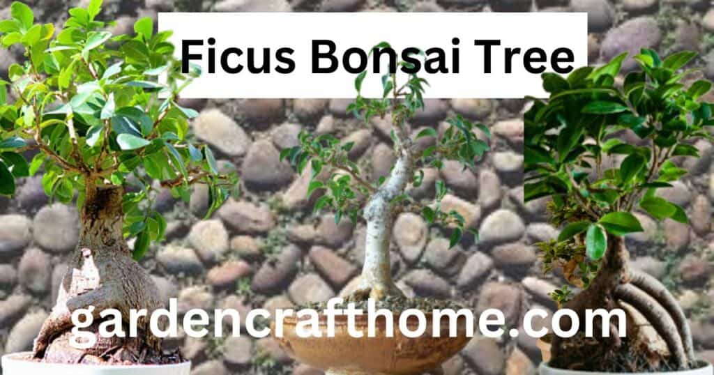 Ficus Bonsai Tree