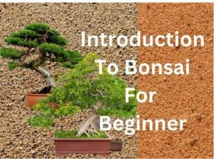 Introduction to Bonsai tree