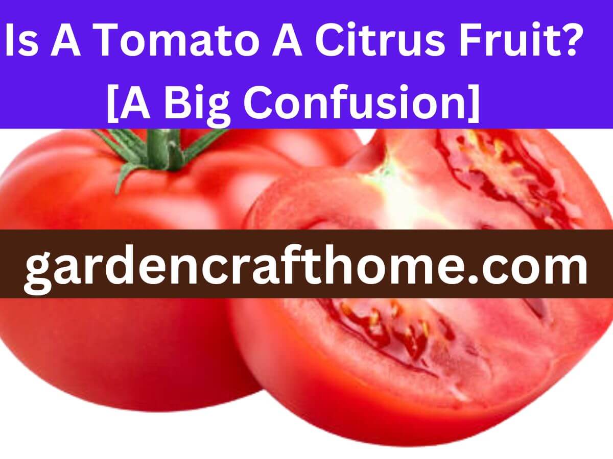 Is A Tomato A Citrus Fruit? [A Big Confusion]