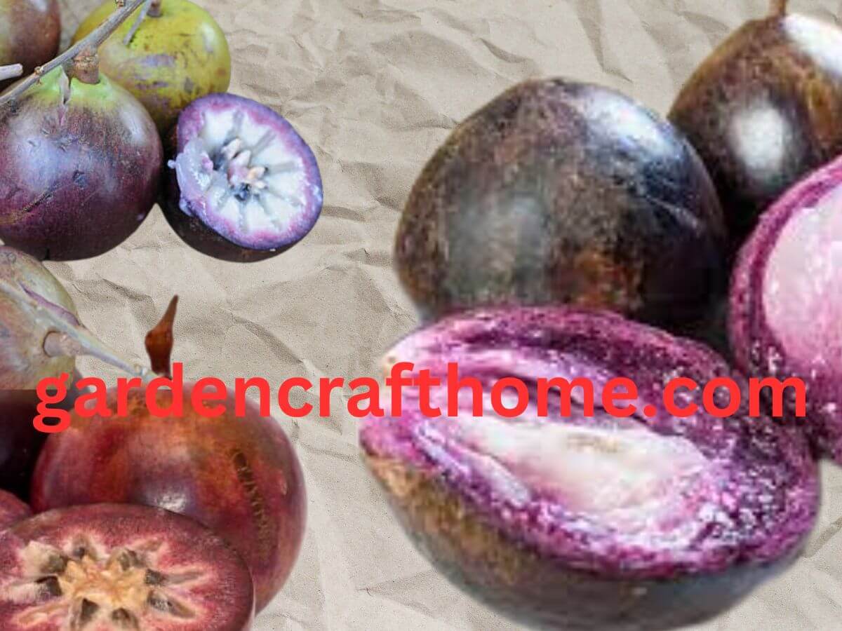 Is Star Apple A Citrus Fruit