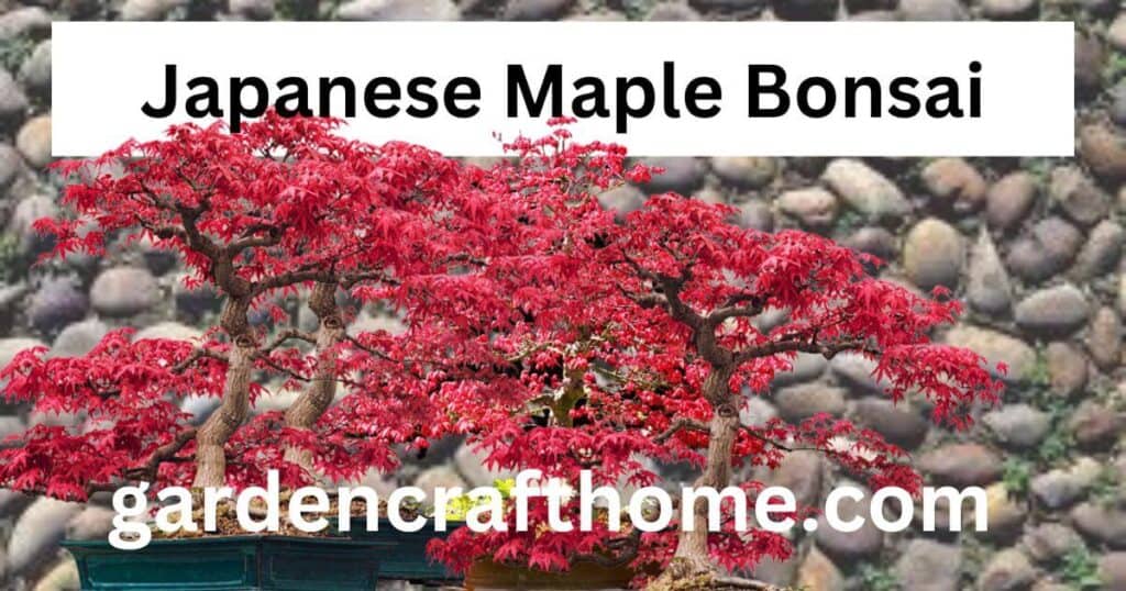 Japanese Maple Bonsai