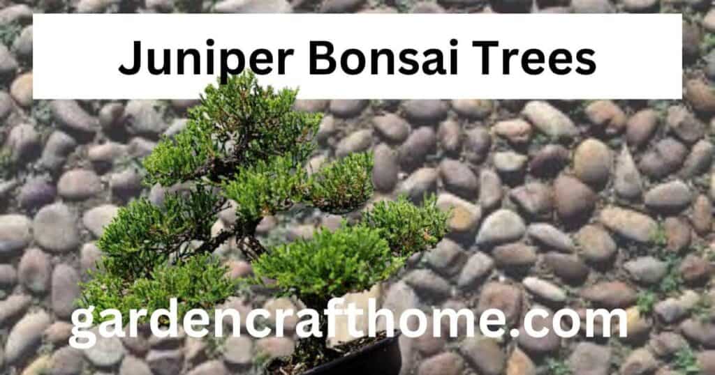 Juniper Bonsai Trees