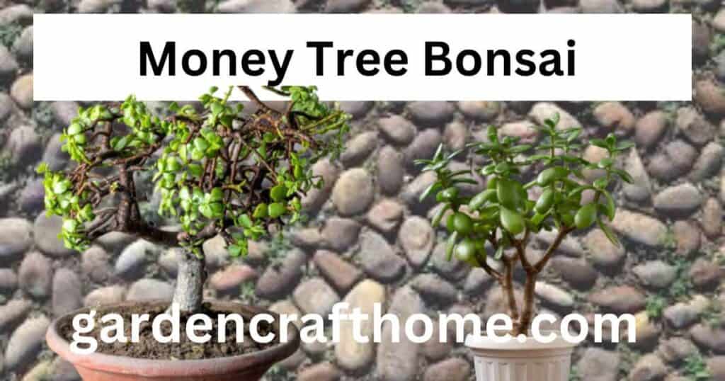 Money Tree Bonsai 