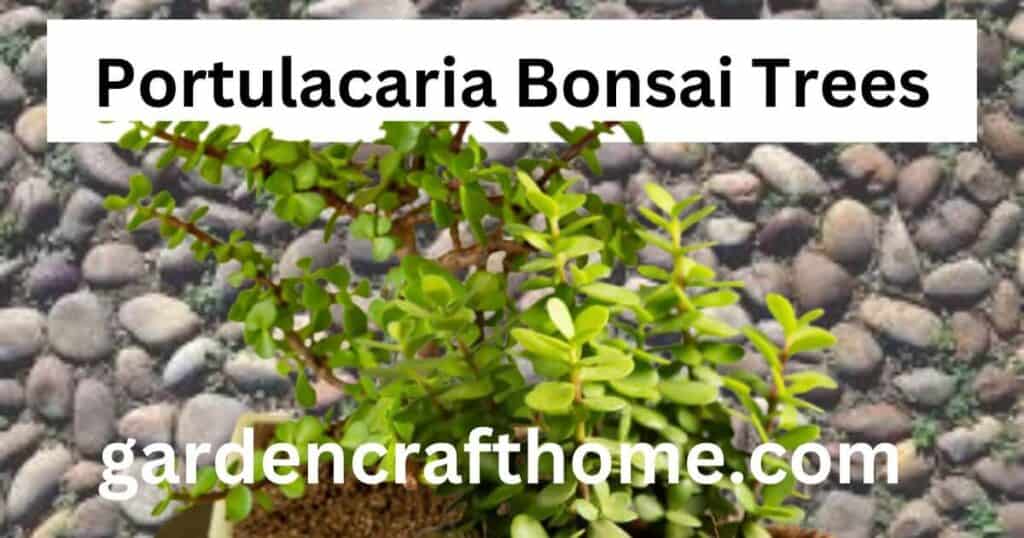 Portulacaria Bonsai Trees