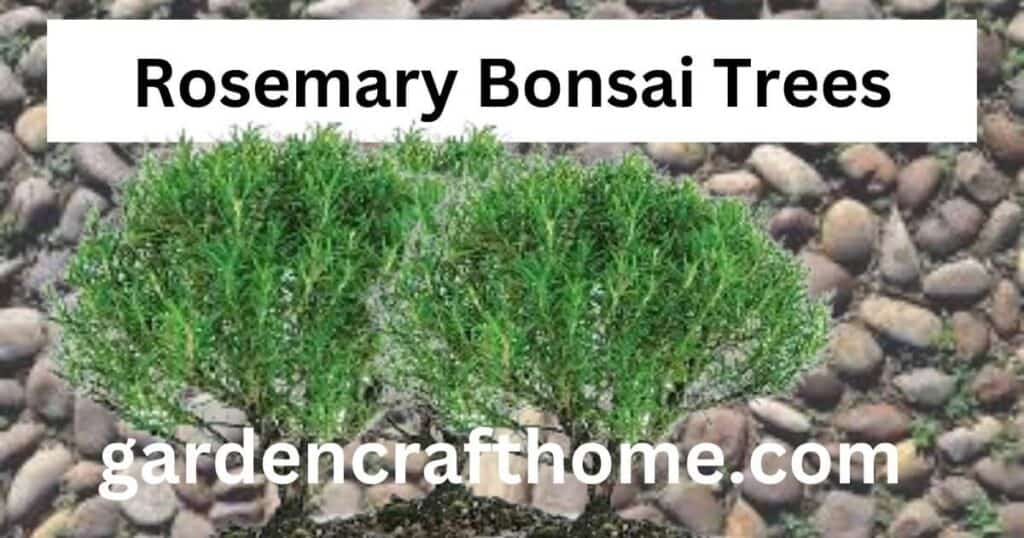 Rosemary Bonsai Trees