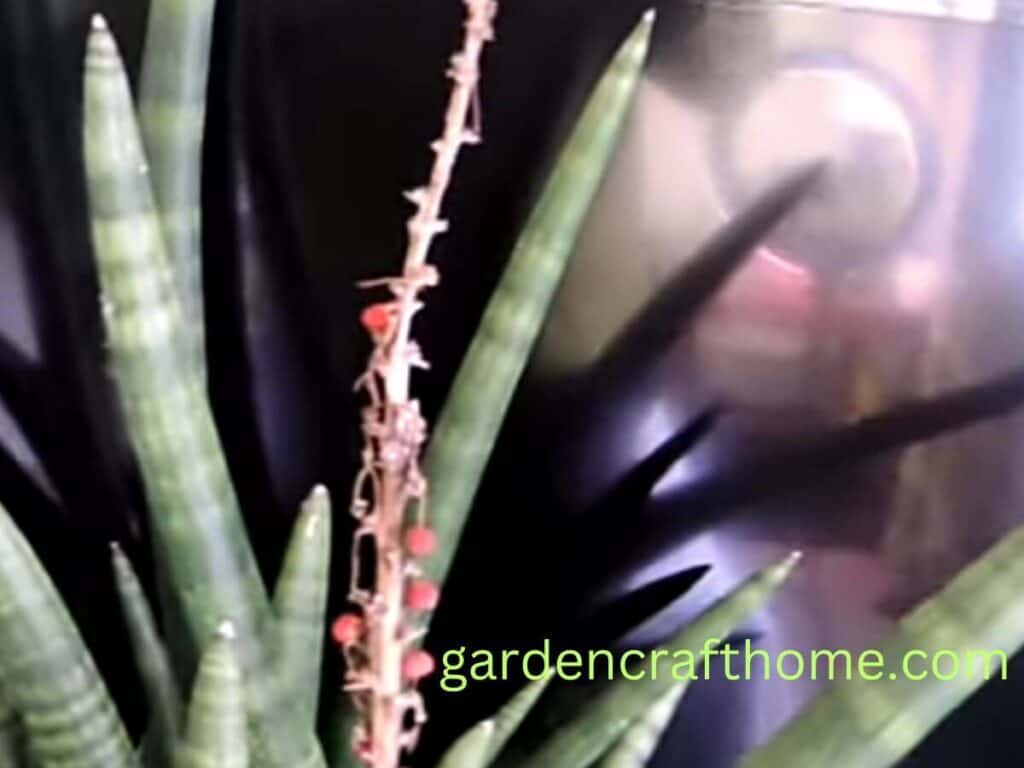 How to grow snake plant from seed