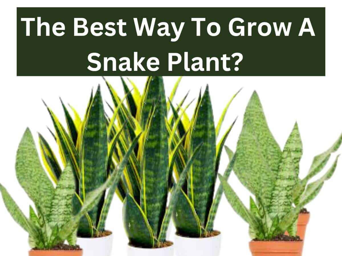 What Is The Best Way To Grow A Snake Plant