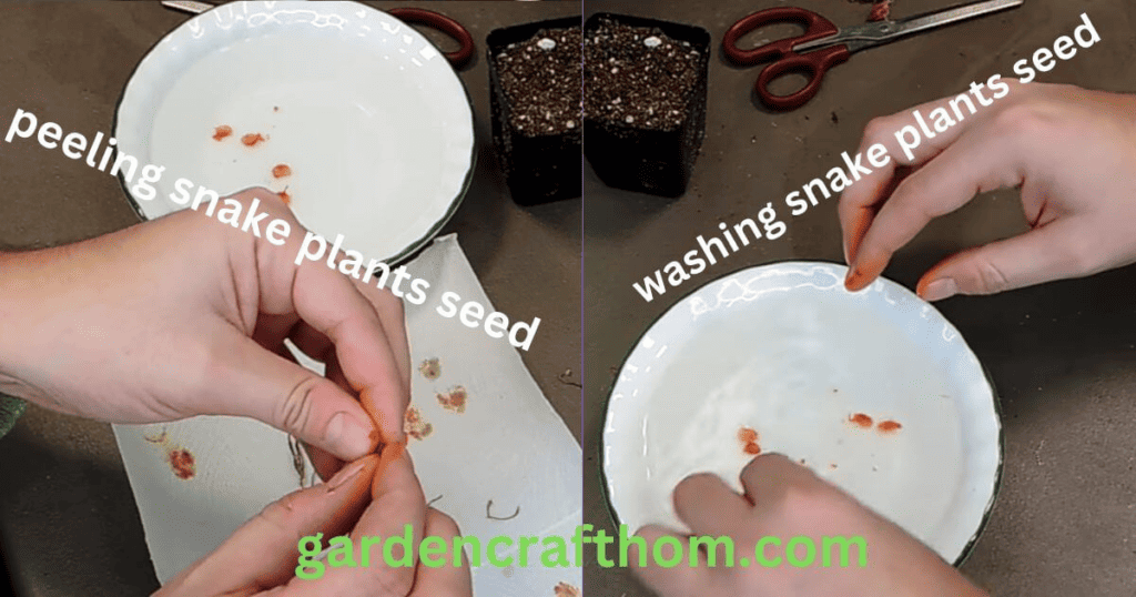 washing snake plant seeds 