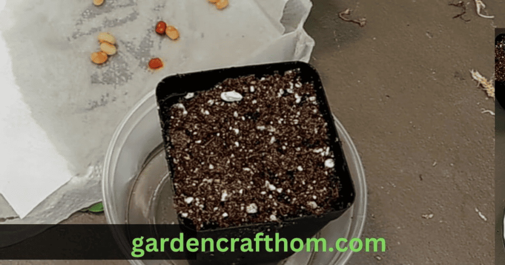 plating snake plant seed 