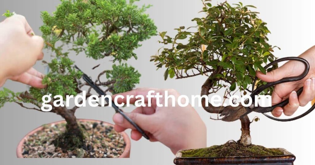 Bonsai Pruning Techniques