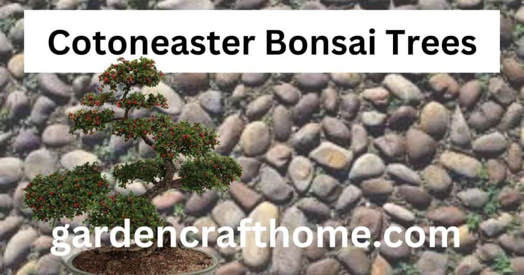 Cotoneaster Bonsai Trees