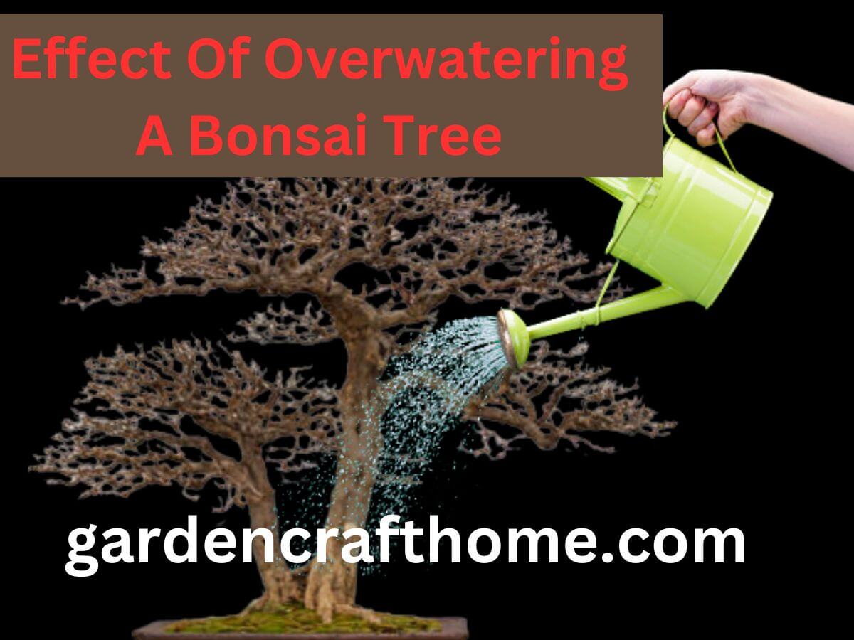 Effect Of Overwatering A Bonsai Tree