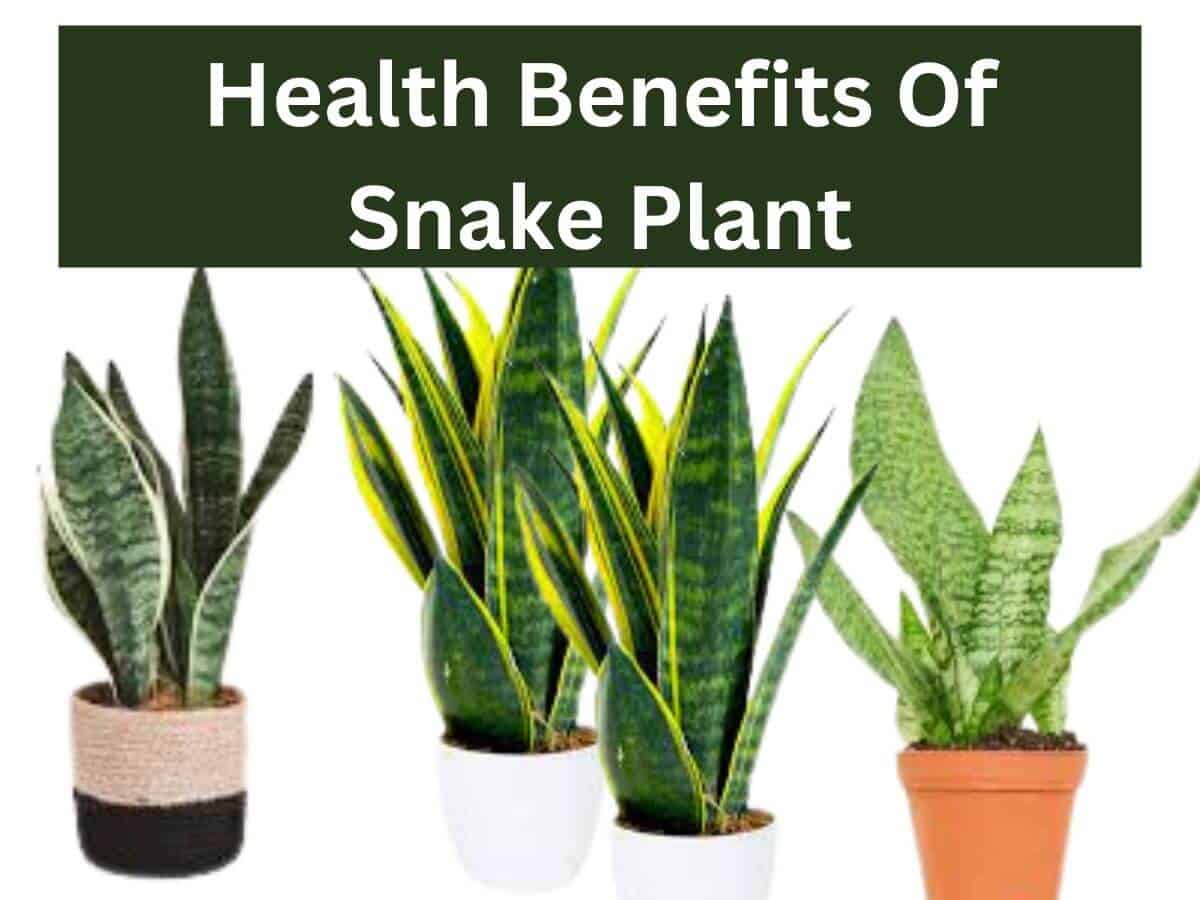 Health Benefits Of Snake Plant