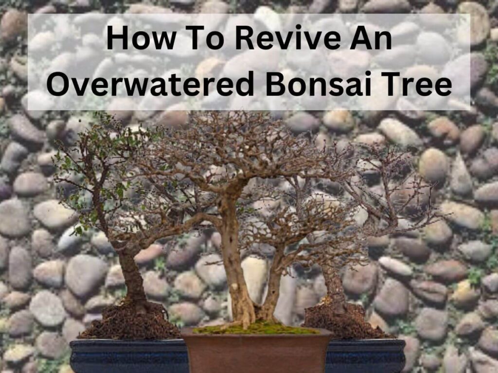 An Overwatered Bonsai Tree