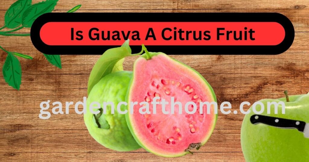 Is Guava A Citrus Fruit?