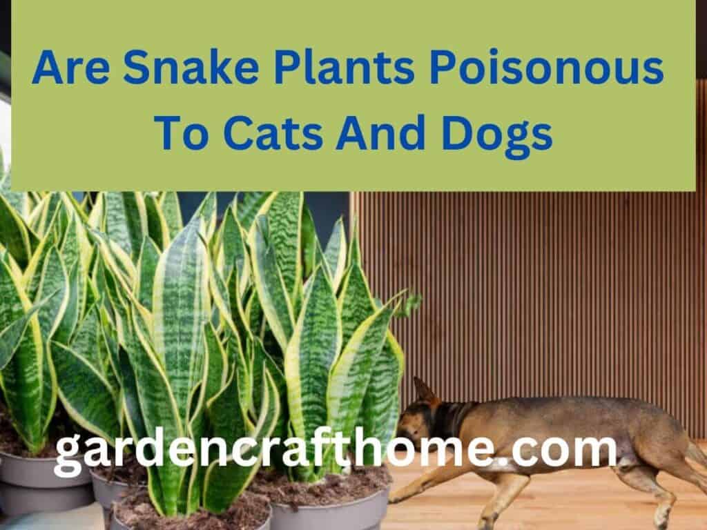 Are Snake Plants Poisonous To Cats And Dogs? (My Victim Dog)