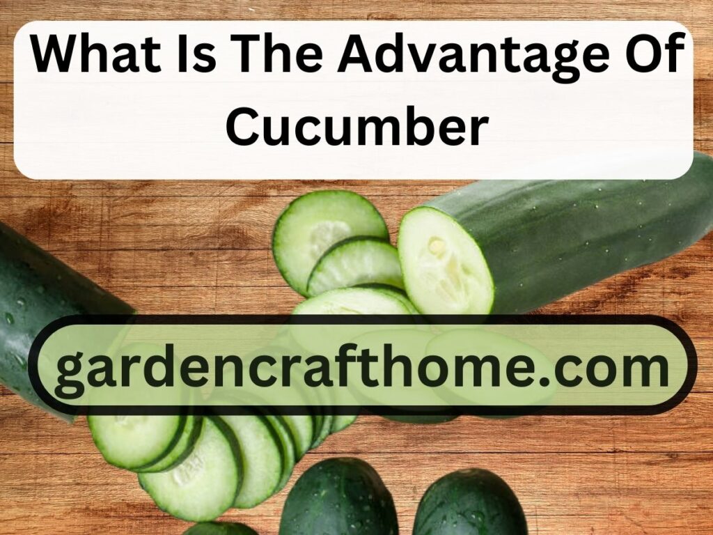 What Is The Advantage Of Cucumber