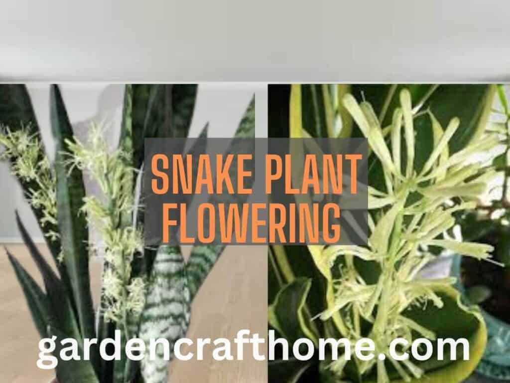 Snake Plant is Flowering