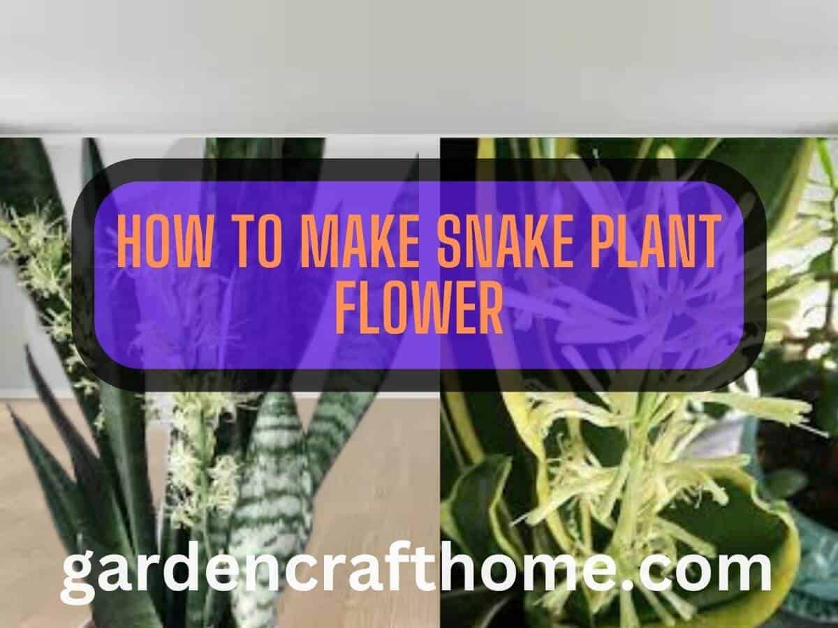 a flowing snake plant