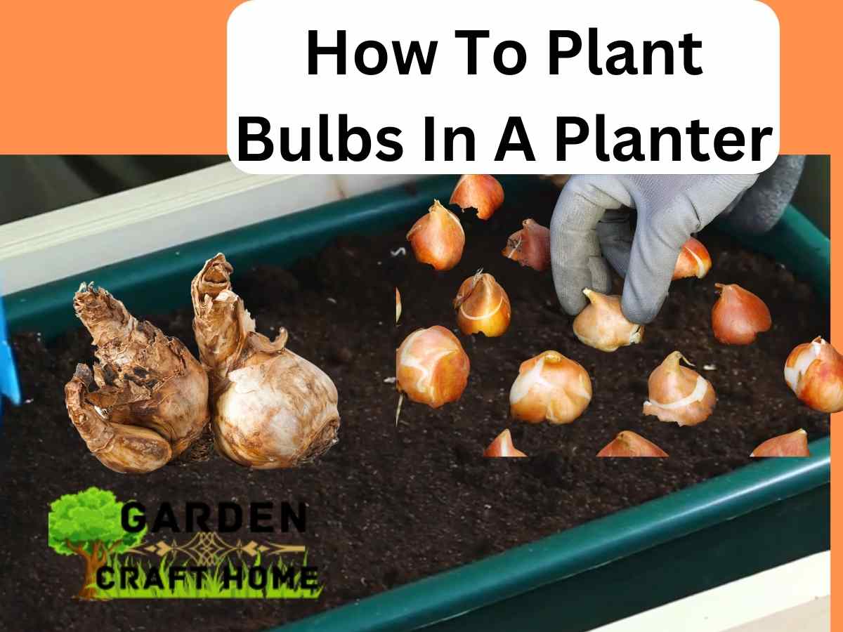 How To Plant Bulbs In A Planter How To Plant Bulbs In Pots