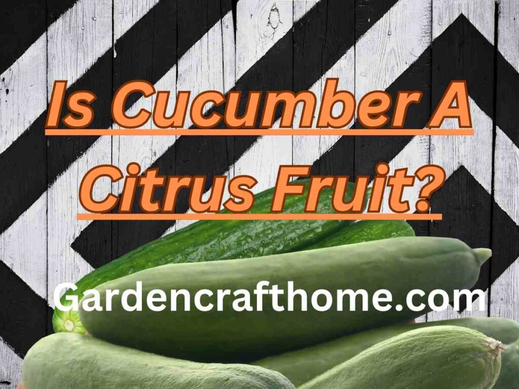 Is cucumber a citrus fruit