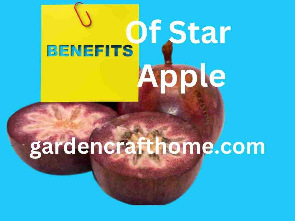 The Benefits Of Star Apple