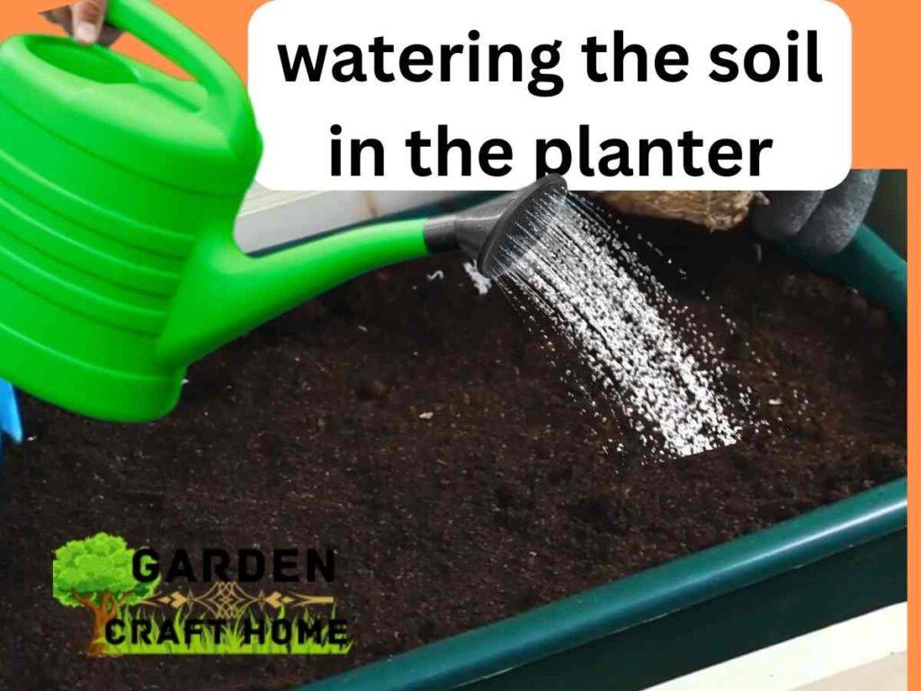 watering the soil in the planter