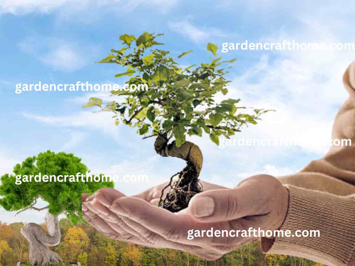 Bonsai Tree Care: How To Take Care Of A Bonsai Tree