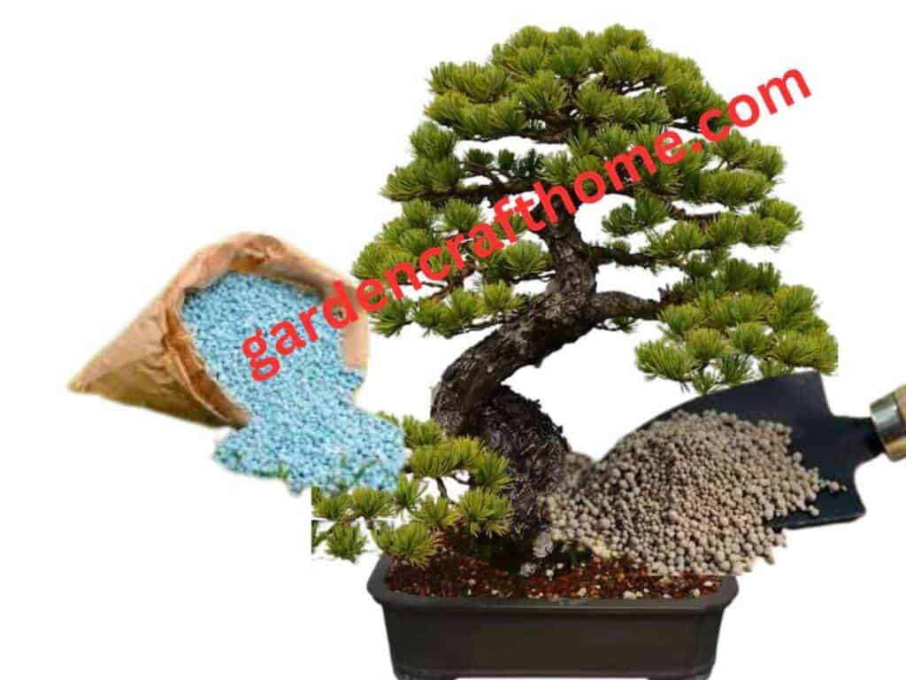 How To Fertilize A Bonsai Tree