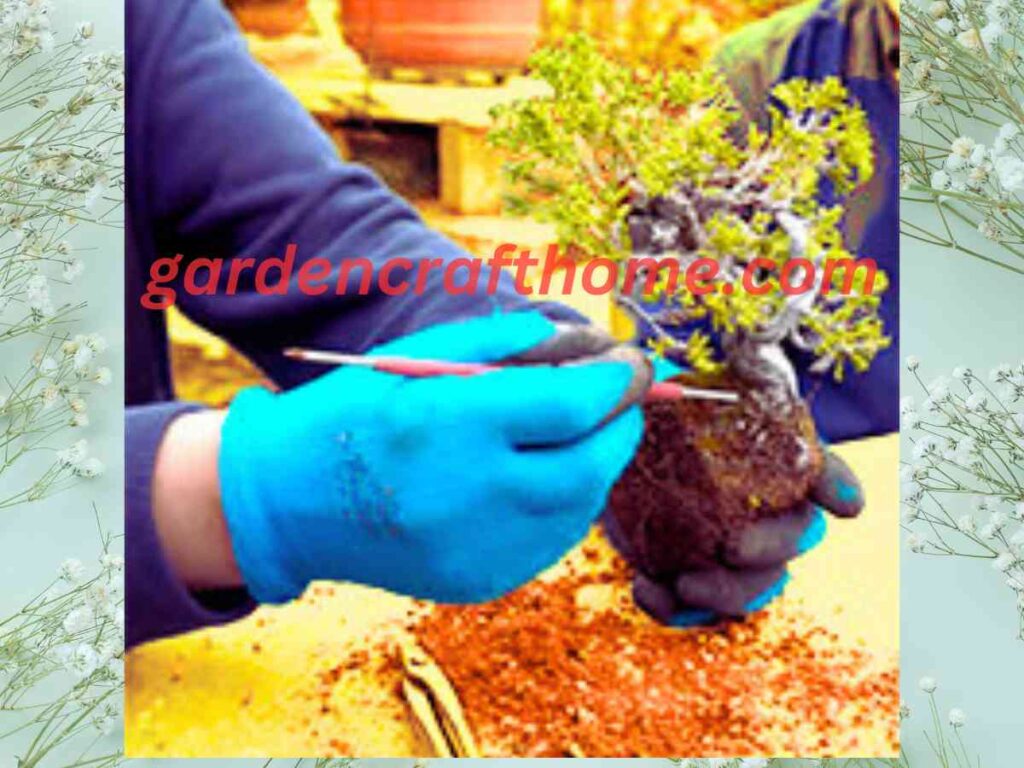 How To Transplant A Bonsai Tree