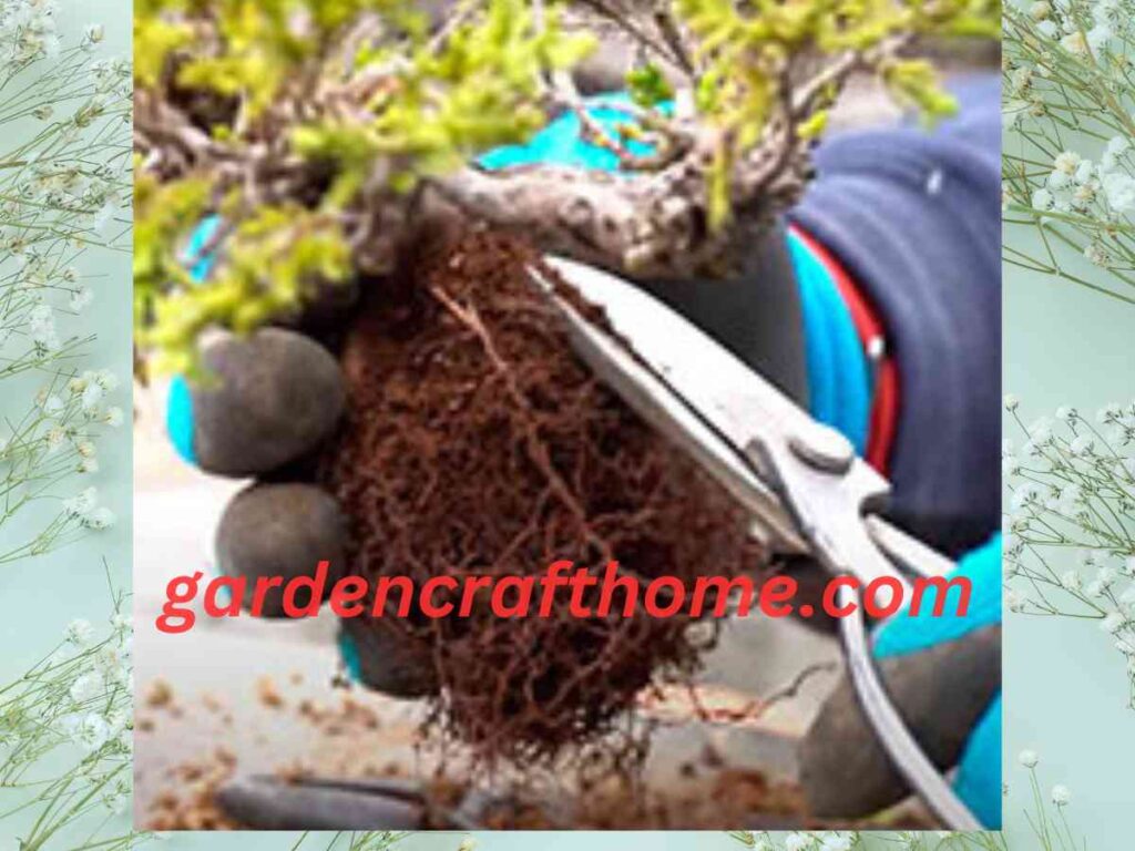 How To Transplant A Bonsai Tree