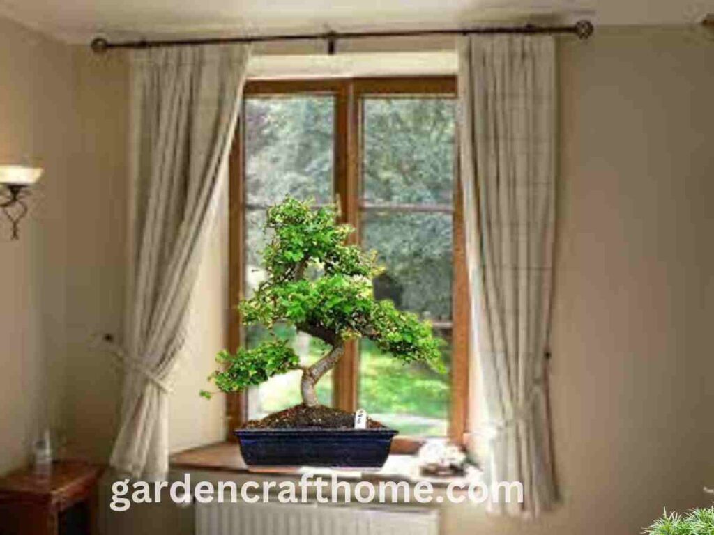 The Best Location For A Bonsai Tree In A Window