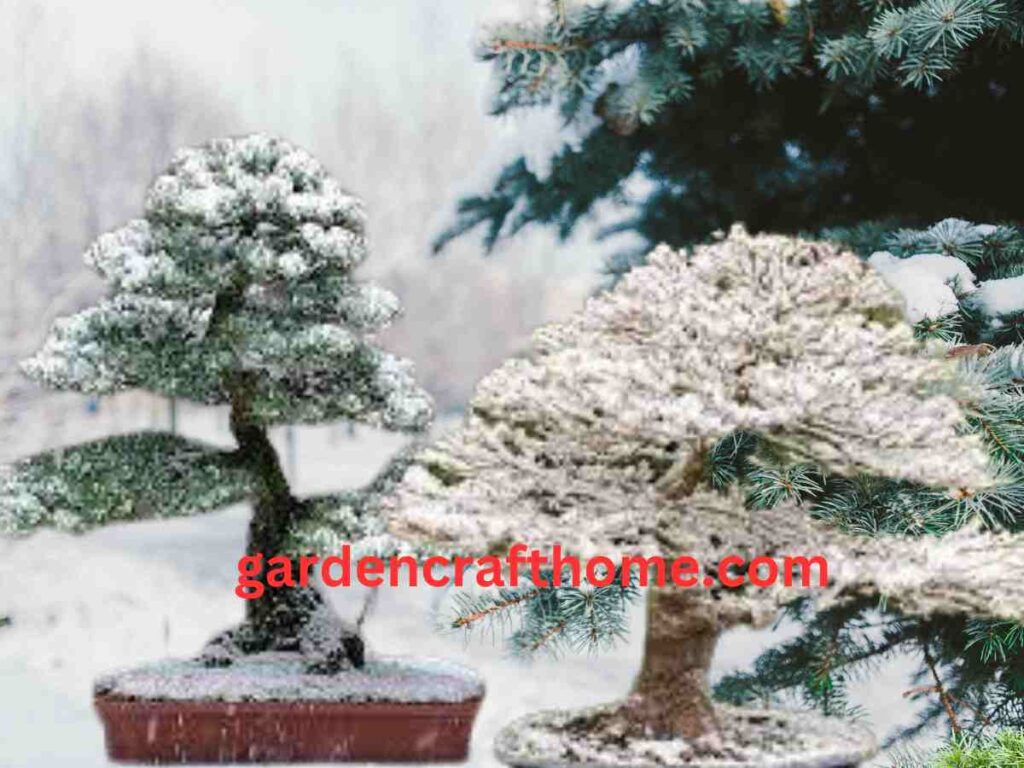  bonsai in winter