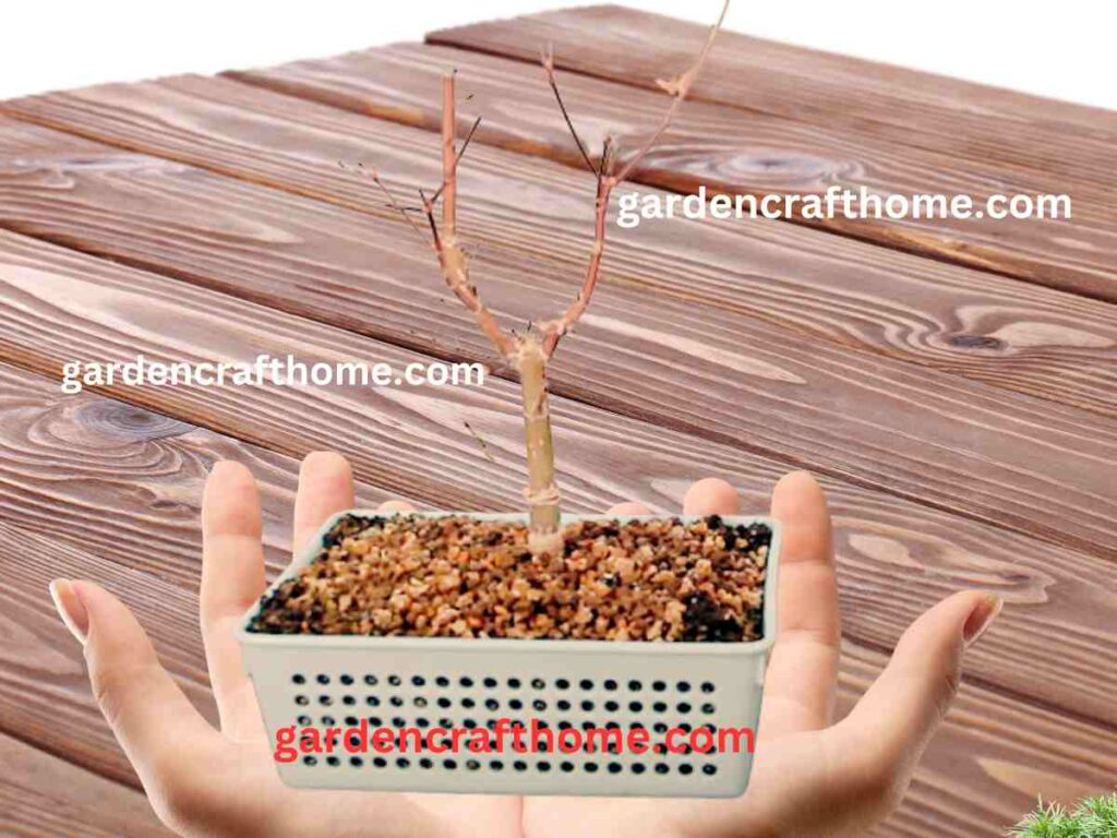 How To Make A Bonsai Tree Grow Bigger In A Strainer