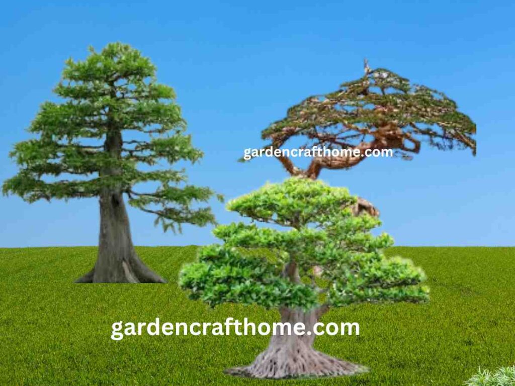 grow bonsai tree in the ground 