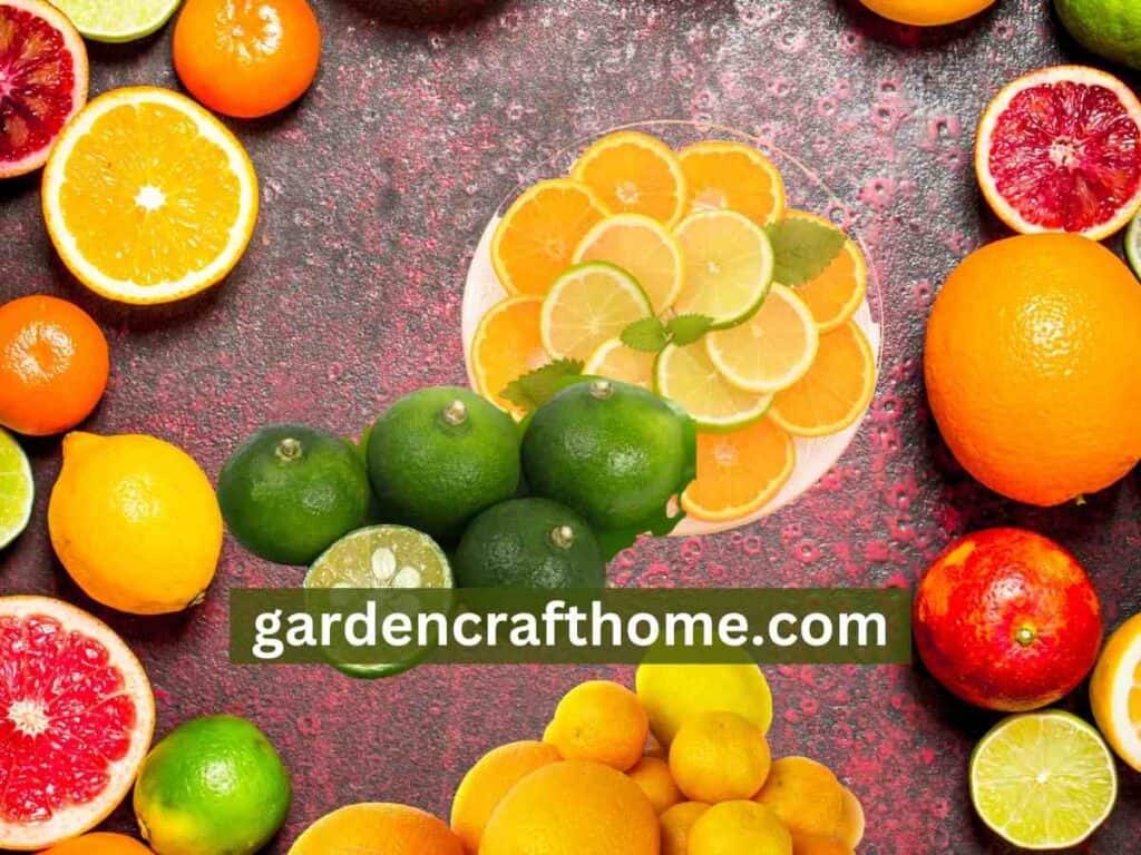 Citrus fruit