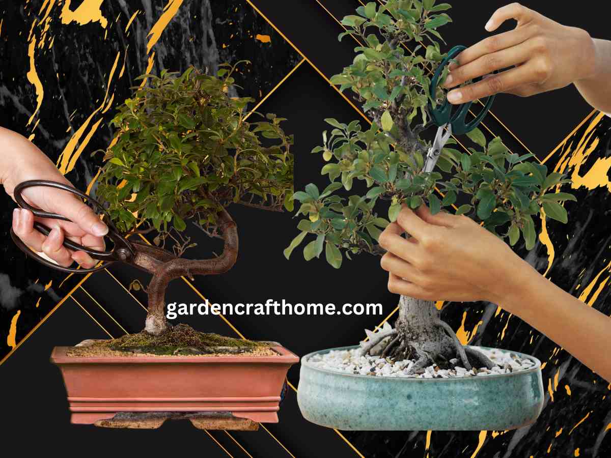 How To Prune A Bonsai Tree