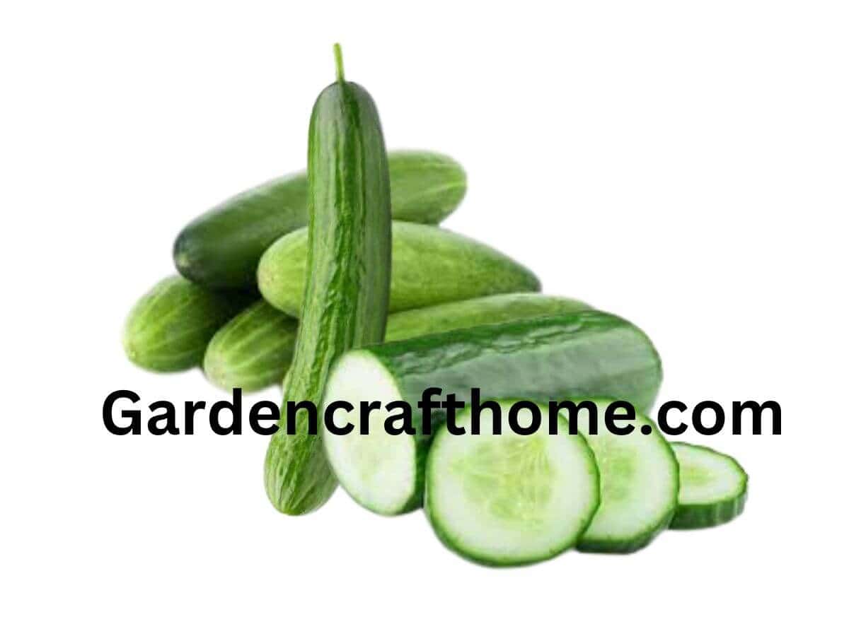 What Is A Cucumber Classified As