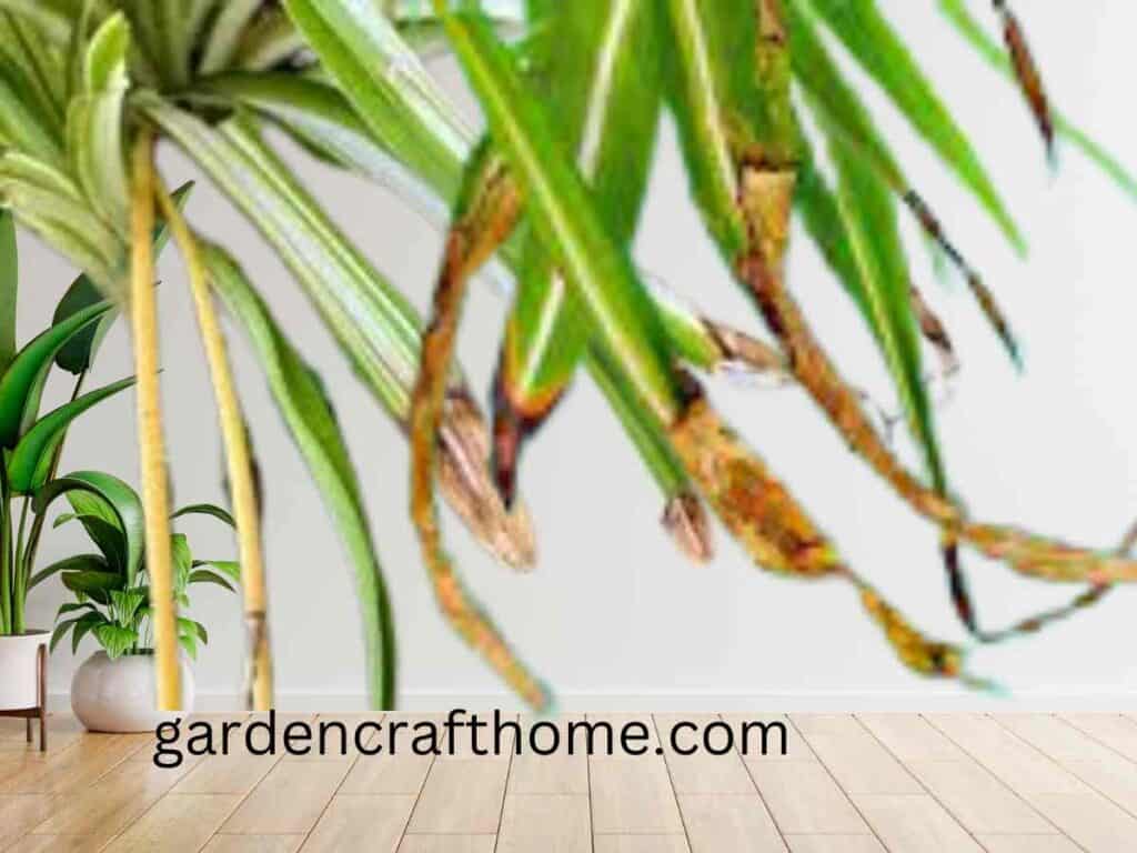 Spider Plant Brown Tips