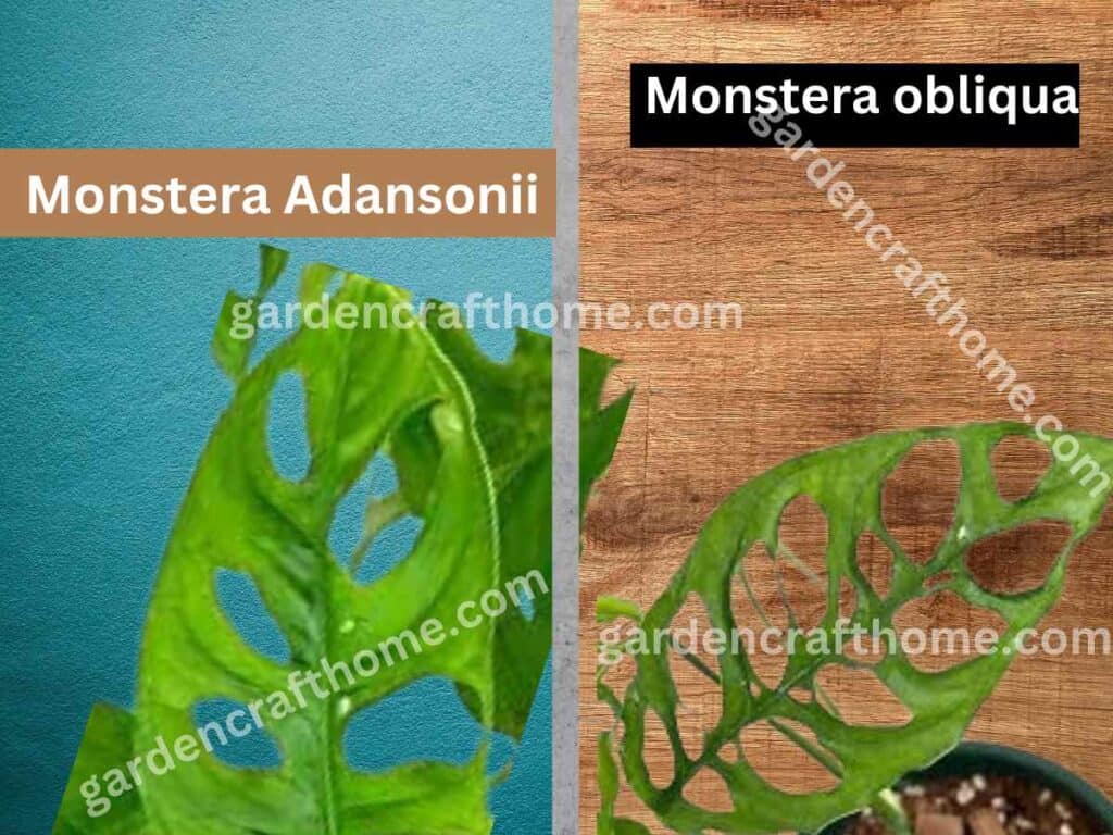 The Difference Between Monstera Adansonii And Obliqua Shape Of Leaf Hole