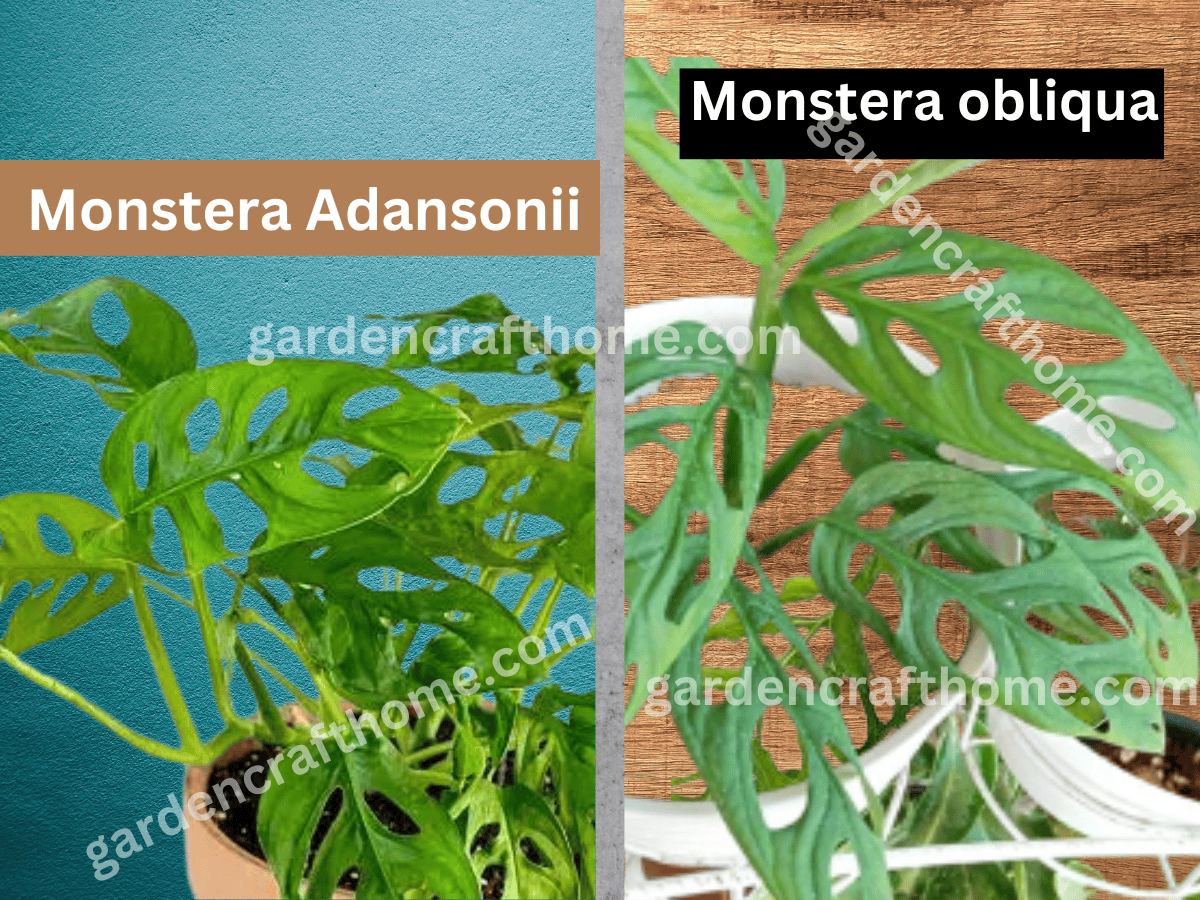 Difference Between Monstera Adansonii And Obliqua