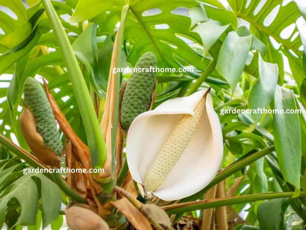 Monstera flower