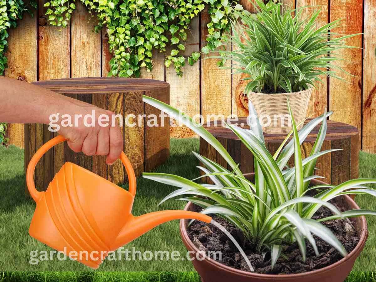 How Often To Water Spider Plants