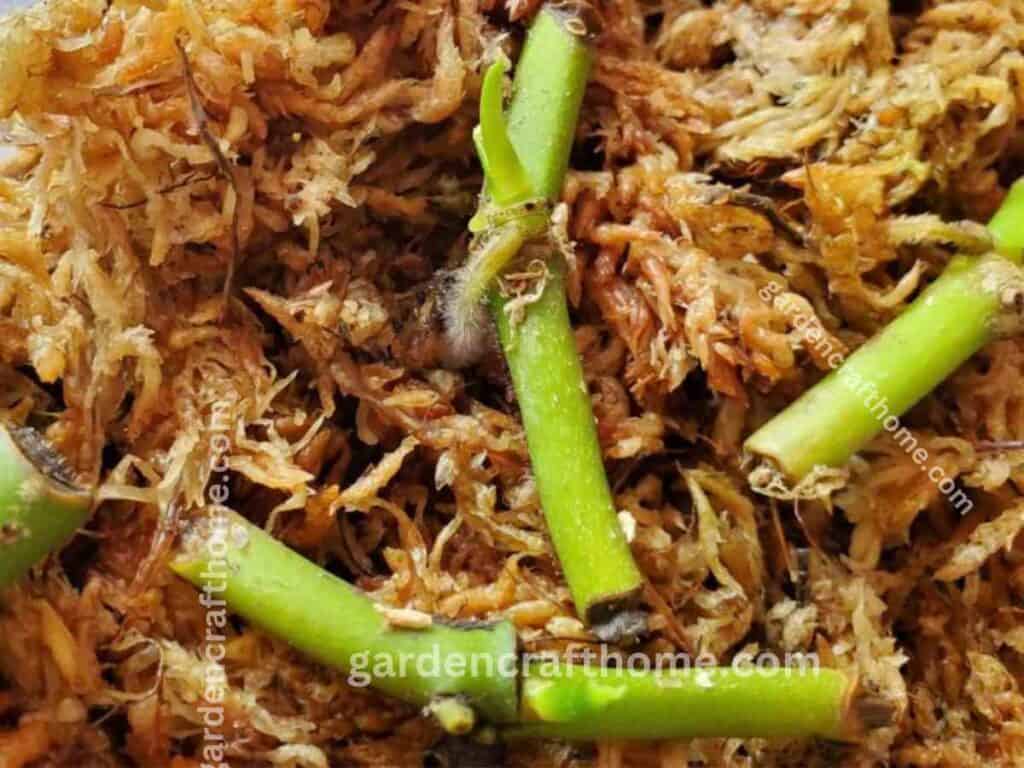 How To Propagate  Monstera Cutting In Sphagnum Moss