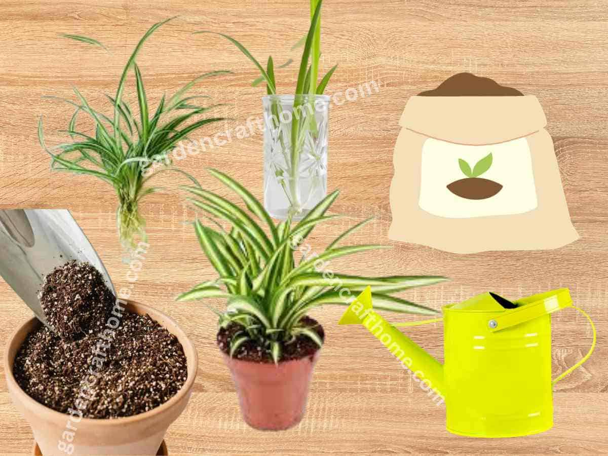 How To Propagate Spider Plant