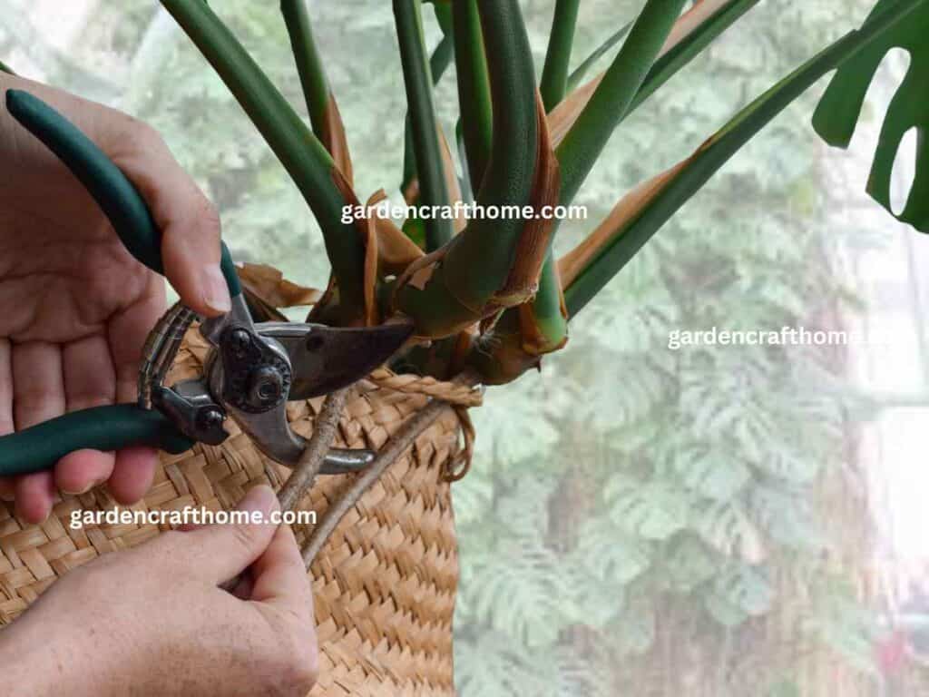 How To Prune Monstera