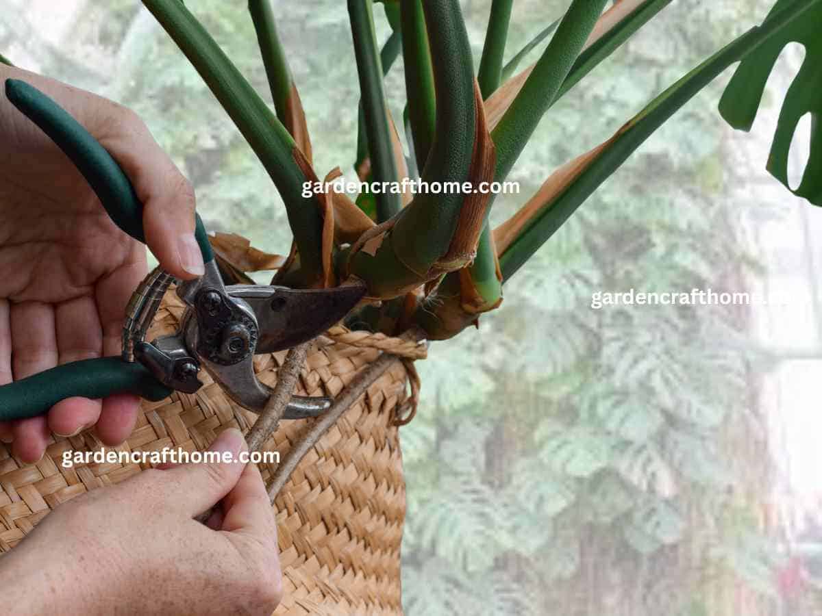 How To Prune Monstera