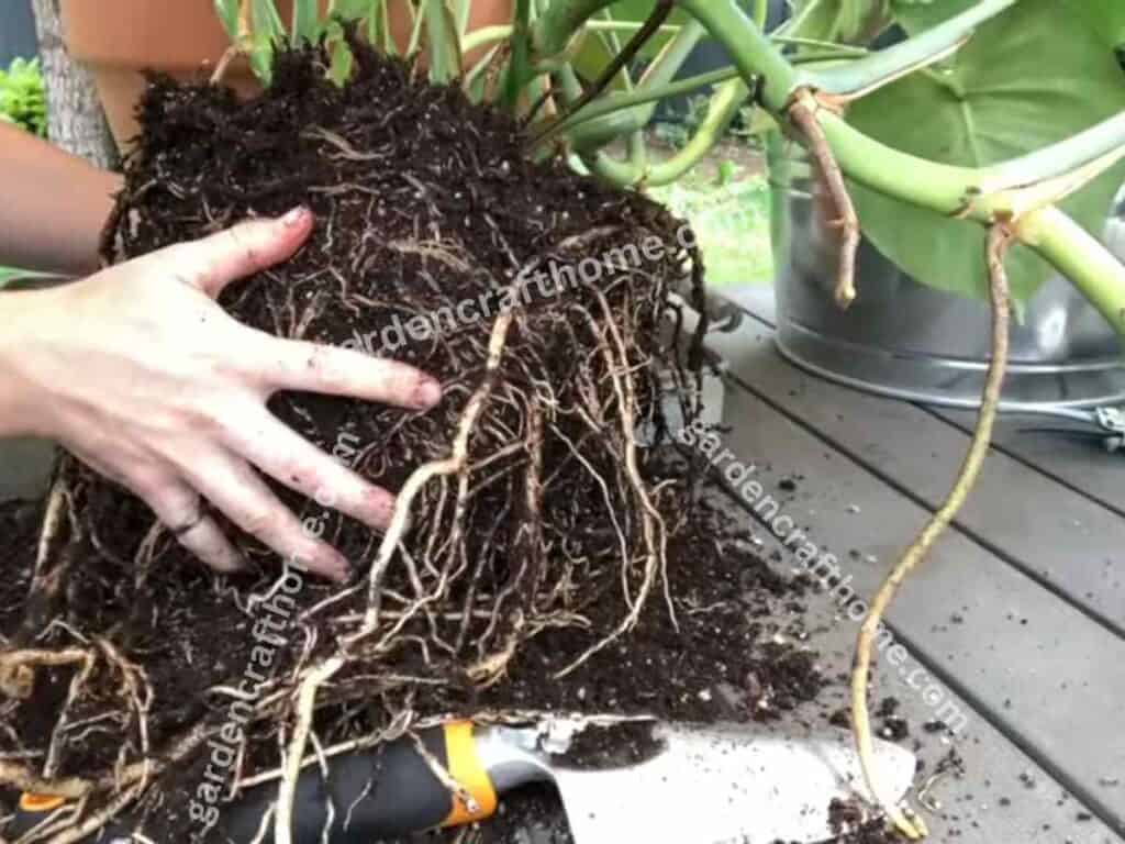 losening The Root Ball of monstera