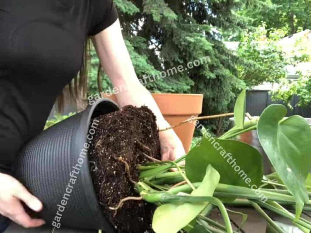 how to repot monstera